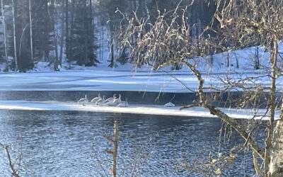 Vintervy från ”kärret”