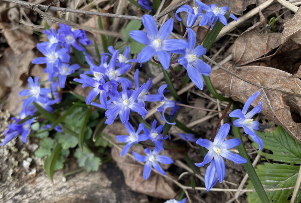 Nu är våren kommen