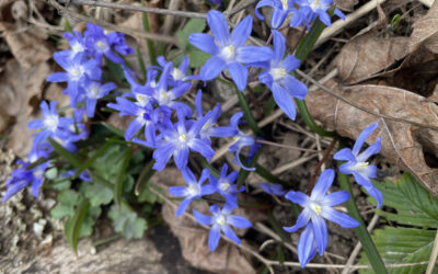 Nu är våren kommen